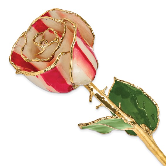 Lacquer Dipped Gold Trim Peppermint Rose