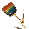 Lacquer Dipped Gold Trim Rainbow Rose