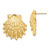 14k Yellow Gold Lion's Paw Shell Earrings 7/8in