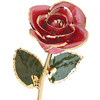 Lacquered Pink Rose With Gold Trim